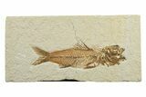 Rare, Fossil Fish (Amphiplaga) - Green River Formation #240391-1